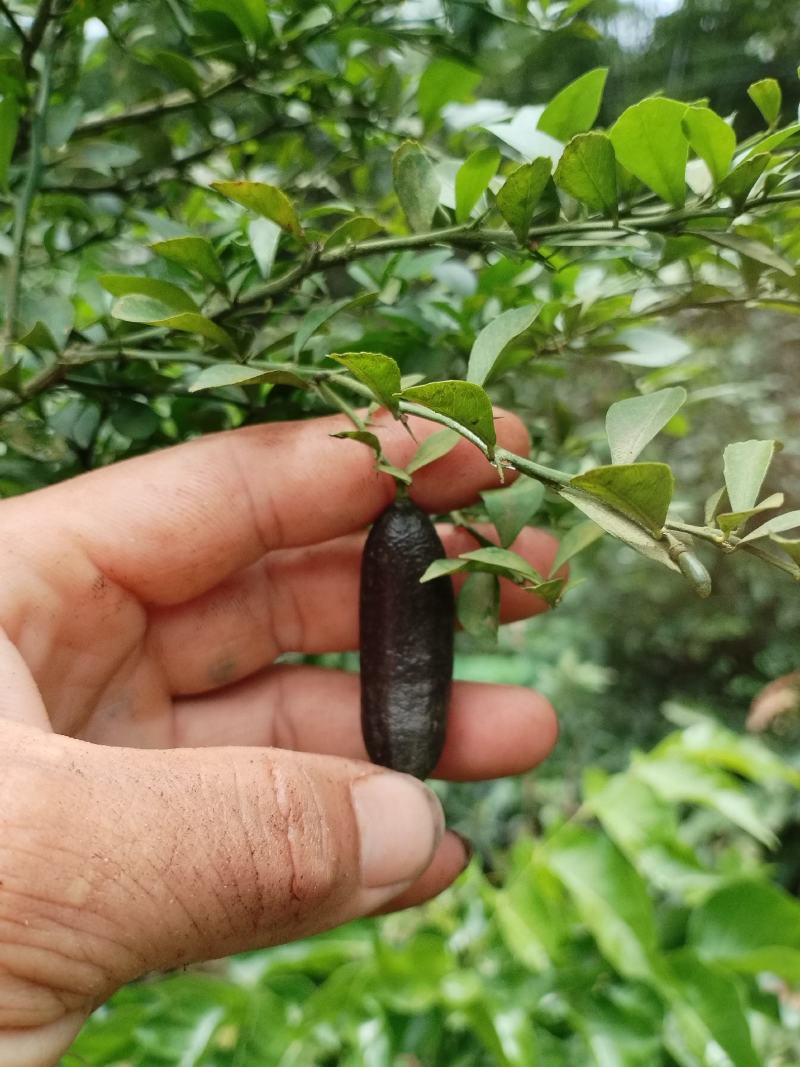 柠檬苗手指柠檬指橙手指柠檬苗柠檬树苗