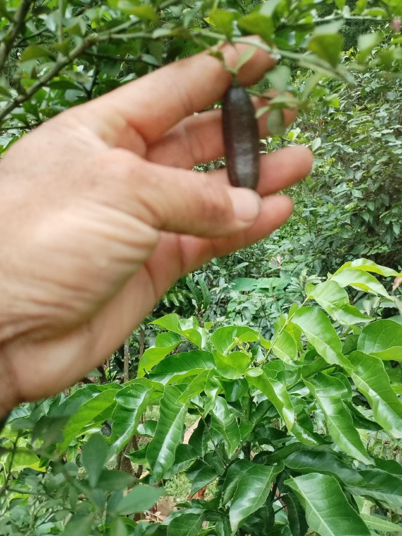 柠檬苗手指柠檬指橙手指柠檬苗柠檬树苗
