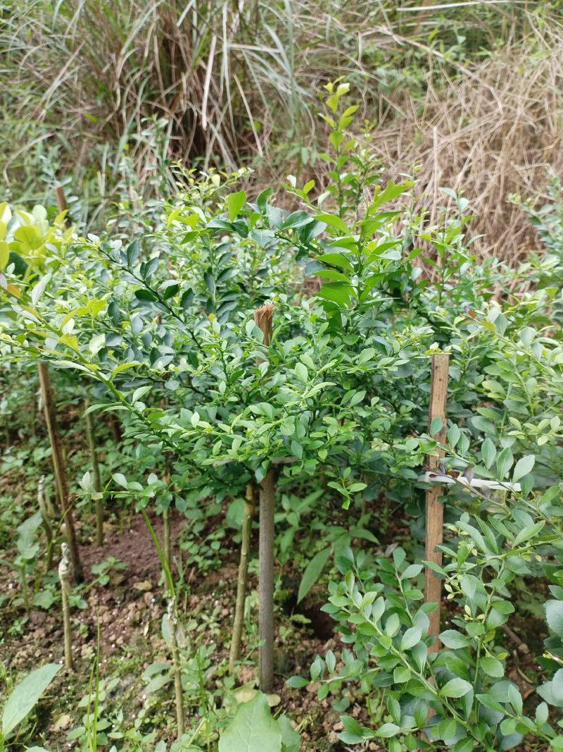柠檬苗手指柠檬指橙手指柠檬苗柠檬树苗
