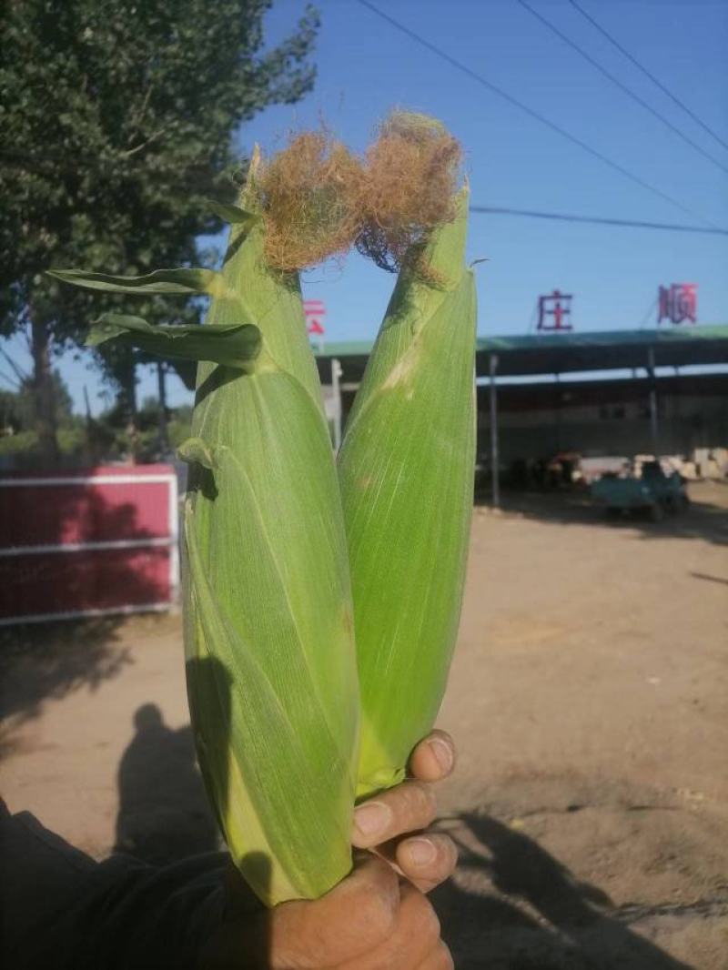 精品白糯糯玉米早糯万糯粘玉米大量品质好