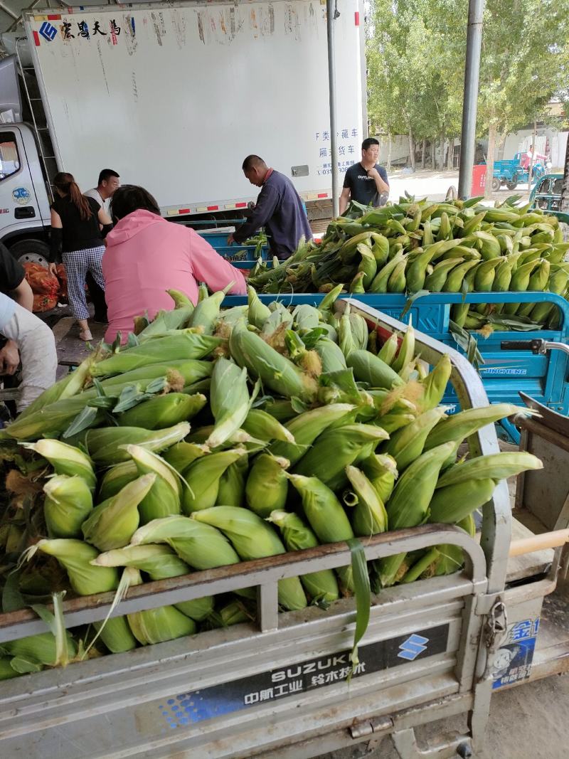 精品白糯糯玉米早糯万糯粘玉米大量品质好