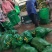 精品白糯糯玉米早糯万糯粘玉米大量品质好