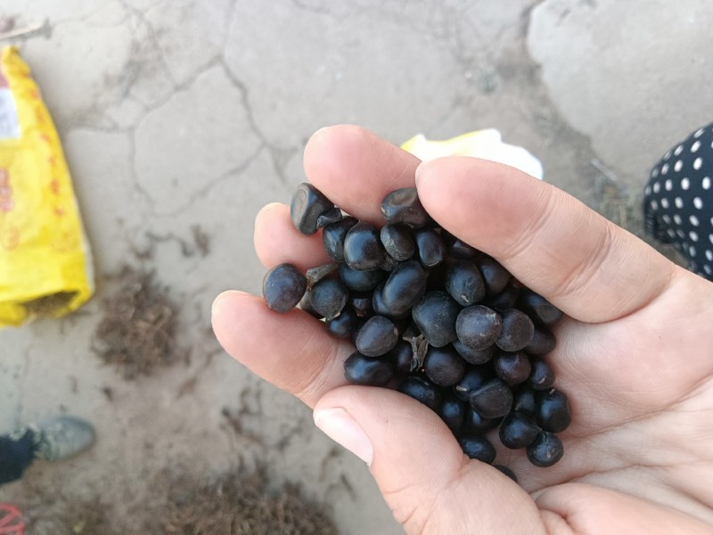 牡丹籽风机已过