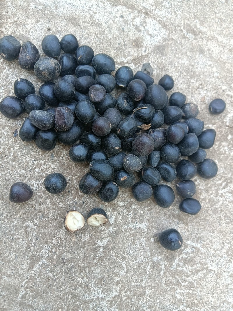 牡丹籽风机已过