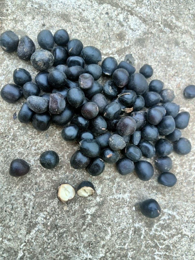 牡丹籽风机已过