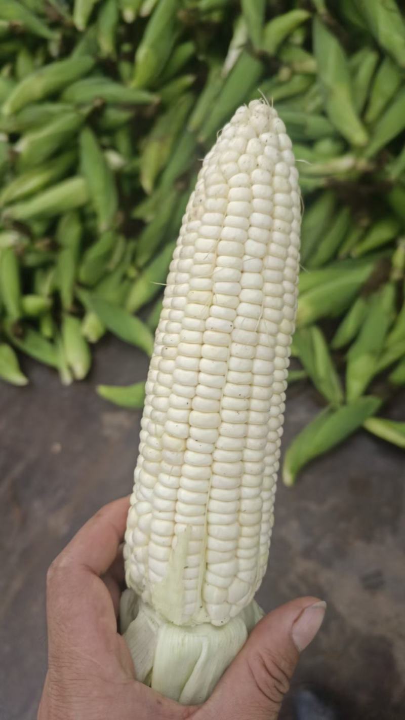 万糯188