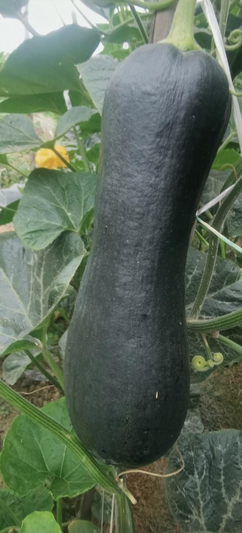 南瓜种子多能宝新育成口感型黑皮南瓜品种嫩瓜老瓜均好吃