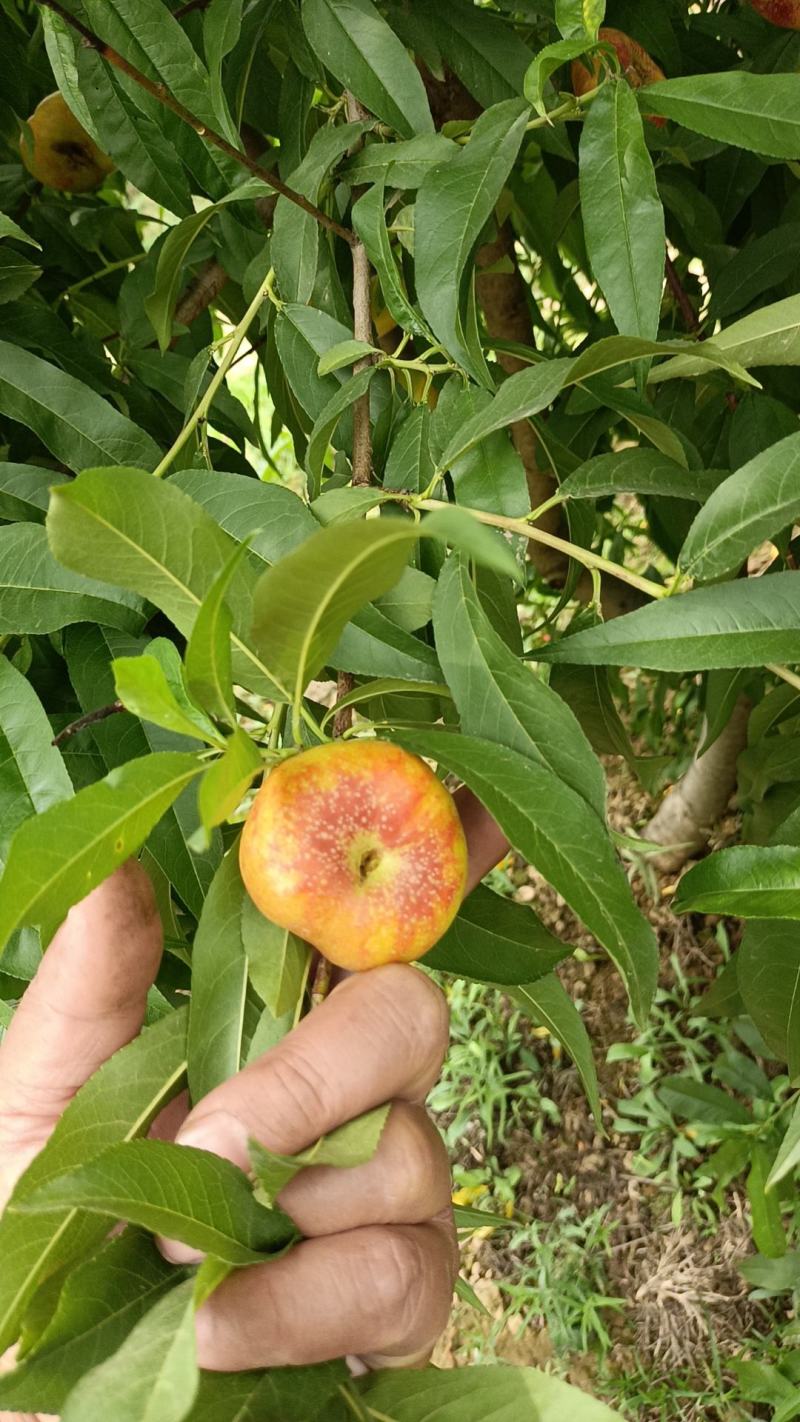 金钱小油蟠有货