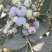 蓝莓大量上市
