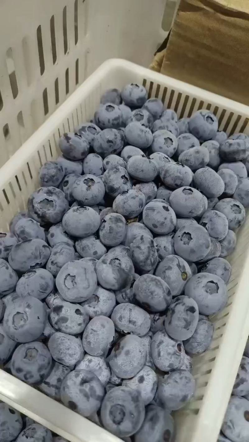 蓝莓大量上市