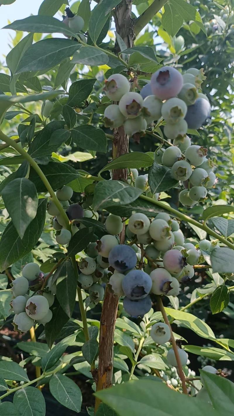 蓝莓大量上市