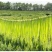 安徽贡菜大量新鲜供应，产地一手货源，欢迎前来考察