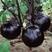 圆茄种茄子苗孑高产黑紫色菜特大圆蔬菜秧茄种籽秧苗大全茄
