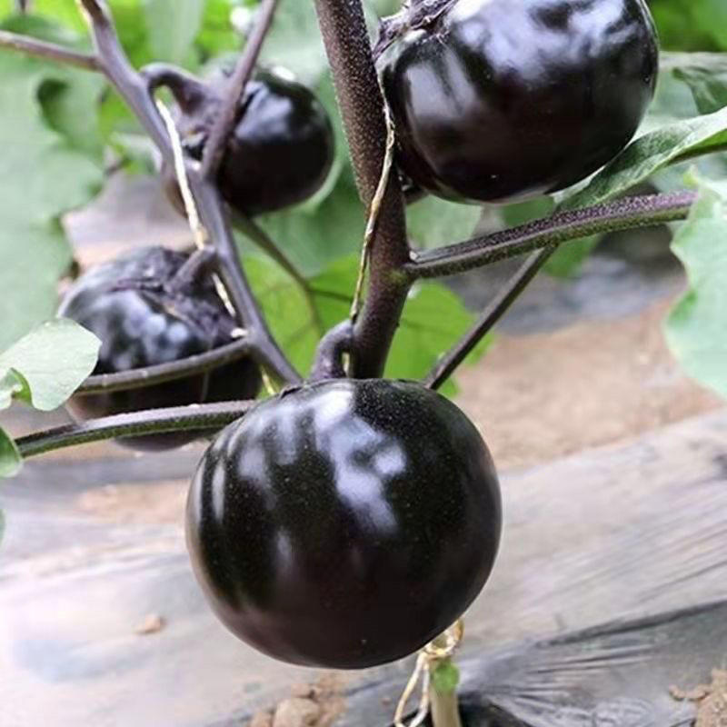 圆茄种茄子苗孑高产黑紫色菜特大圆蔬菜秧茄种籽秧苗大全茄