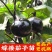 圆茄种茄子苗孑高产黑紫色菜特大圆蔬菜秧茄种籽秧苗大全茄