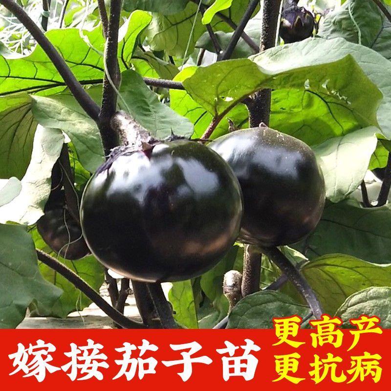 圆茄种茄子苗孑高产黑紫色菜特大圆蔬菜秧茄种籽秧苗大全茄