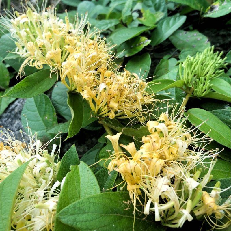 金银花山银产地直发贵州高山金银花无硫磺自然晾干！