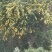 金银花山银产地直发贵州高山金银花无硫磺自然晾干！