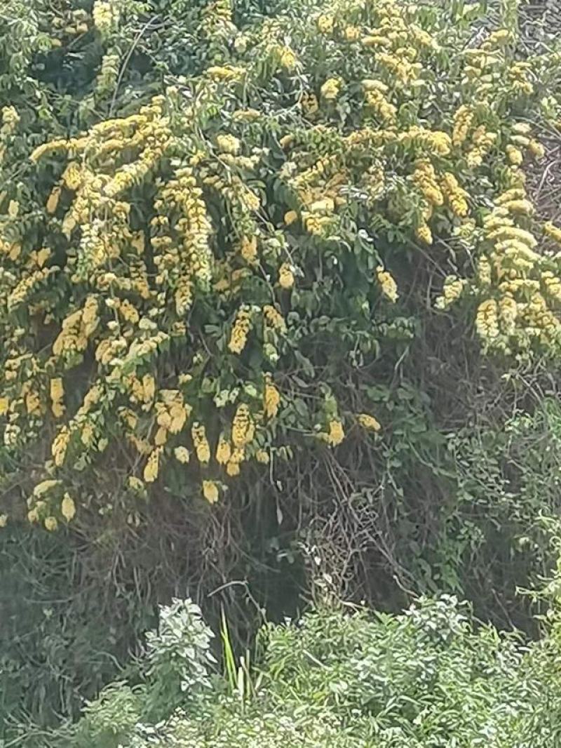 金银花山银产地直发贵州高山金银花无硫磺自然晾干！