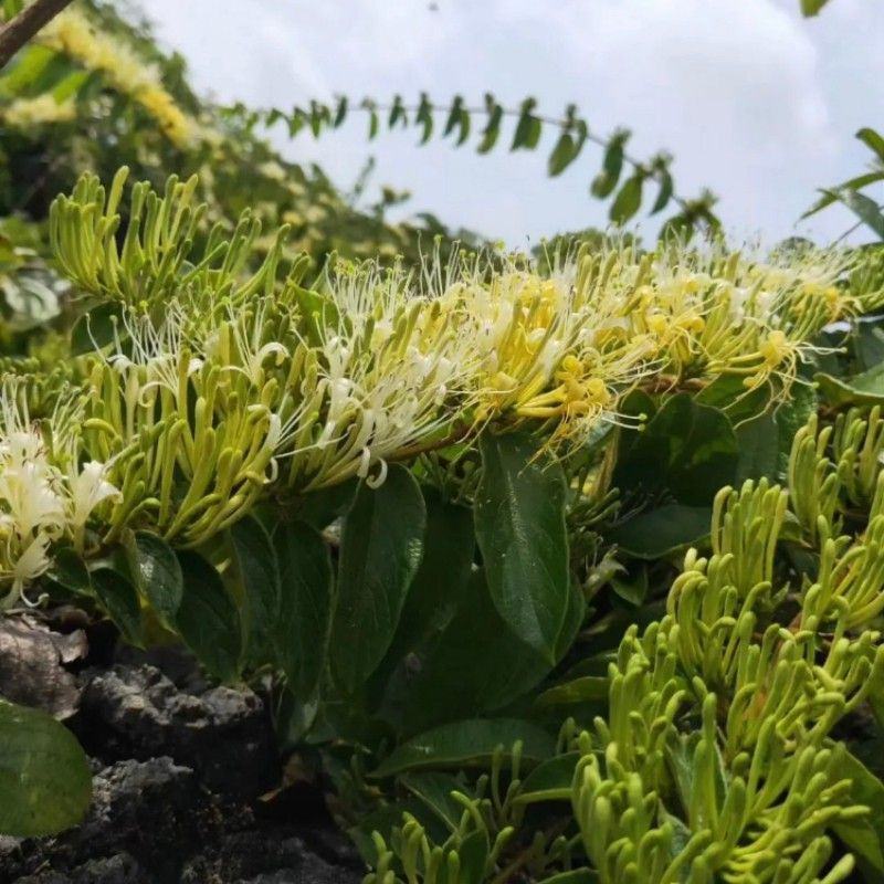 金银花山银产地直发贵州高山金银花无硫磺自然晾干！