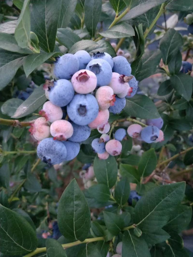 山东露天蓝莓大量上市。