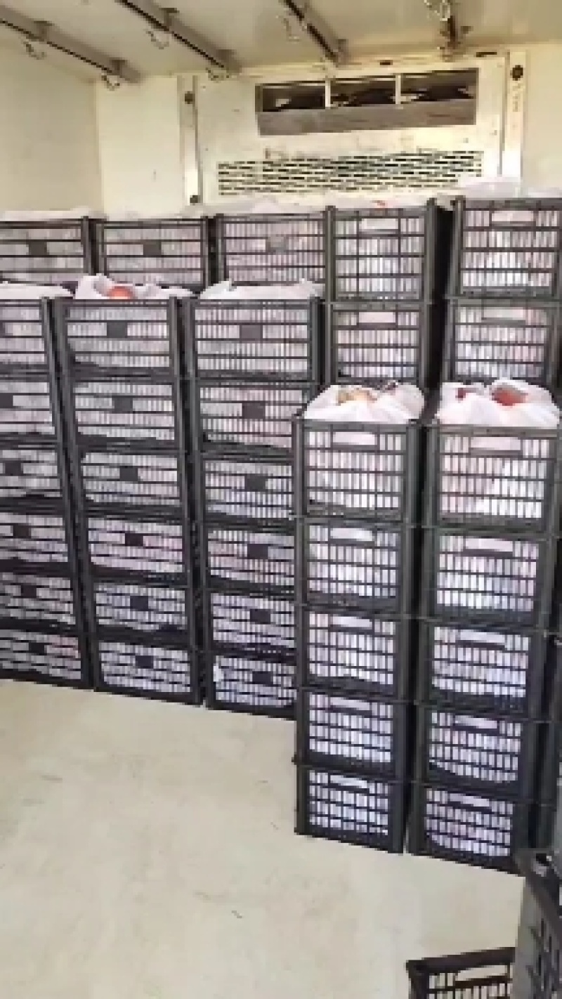 突围桃子，美佳桃子，朱沙红桃，品种多多，，，，，