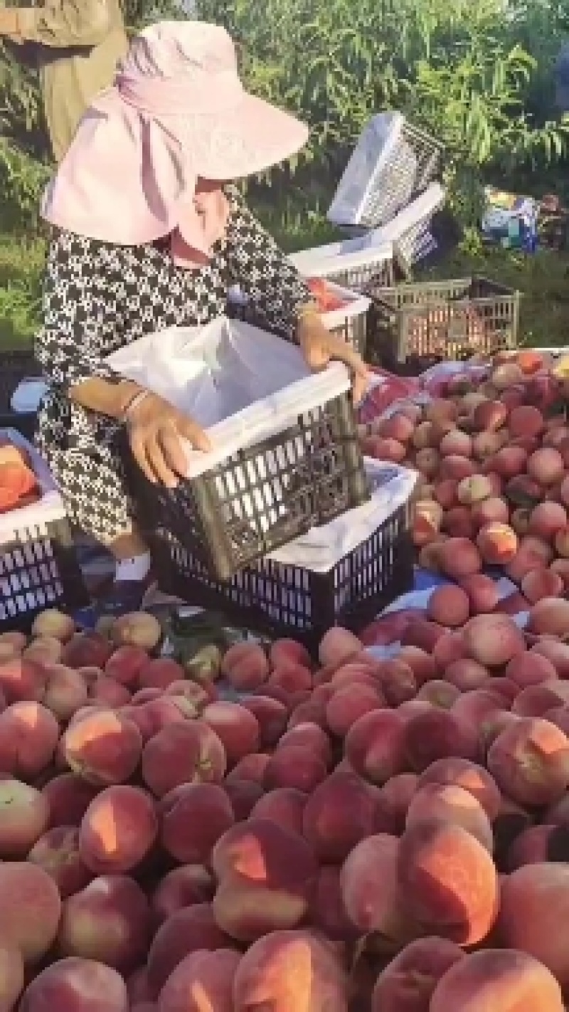 突围桃子，美佳桃子，朱沙红桃，品种多多，，，，，