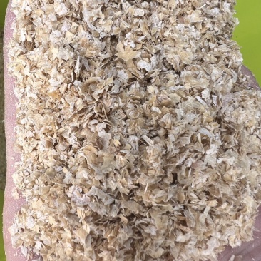 烘干麸皮
