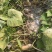 【基地直供】花生南瓜，肉质紧实，粉糯香甜，口感很好