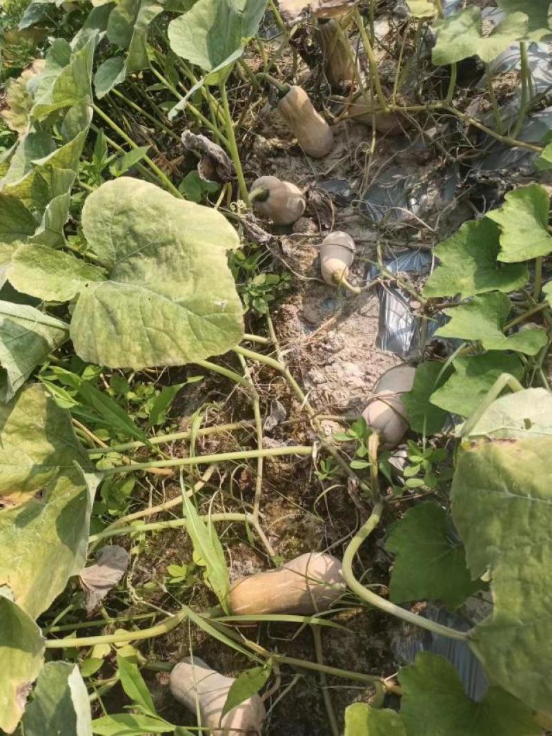 【基地直供】花生南瓜，肉质紧实，粉糯香甜，口感很好