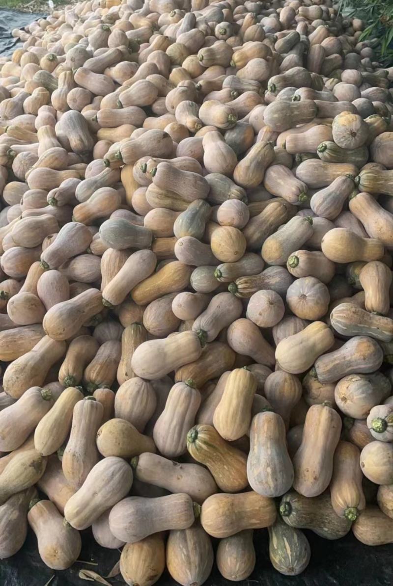 【基地直供】花生南瓜，肉质紧实，粉糯香甜，口感很好