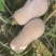 【基地直供】花生南瓜，肉质紧实，粉糯香甜，口感很好