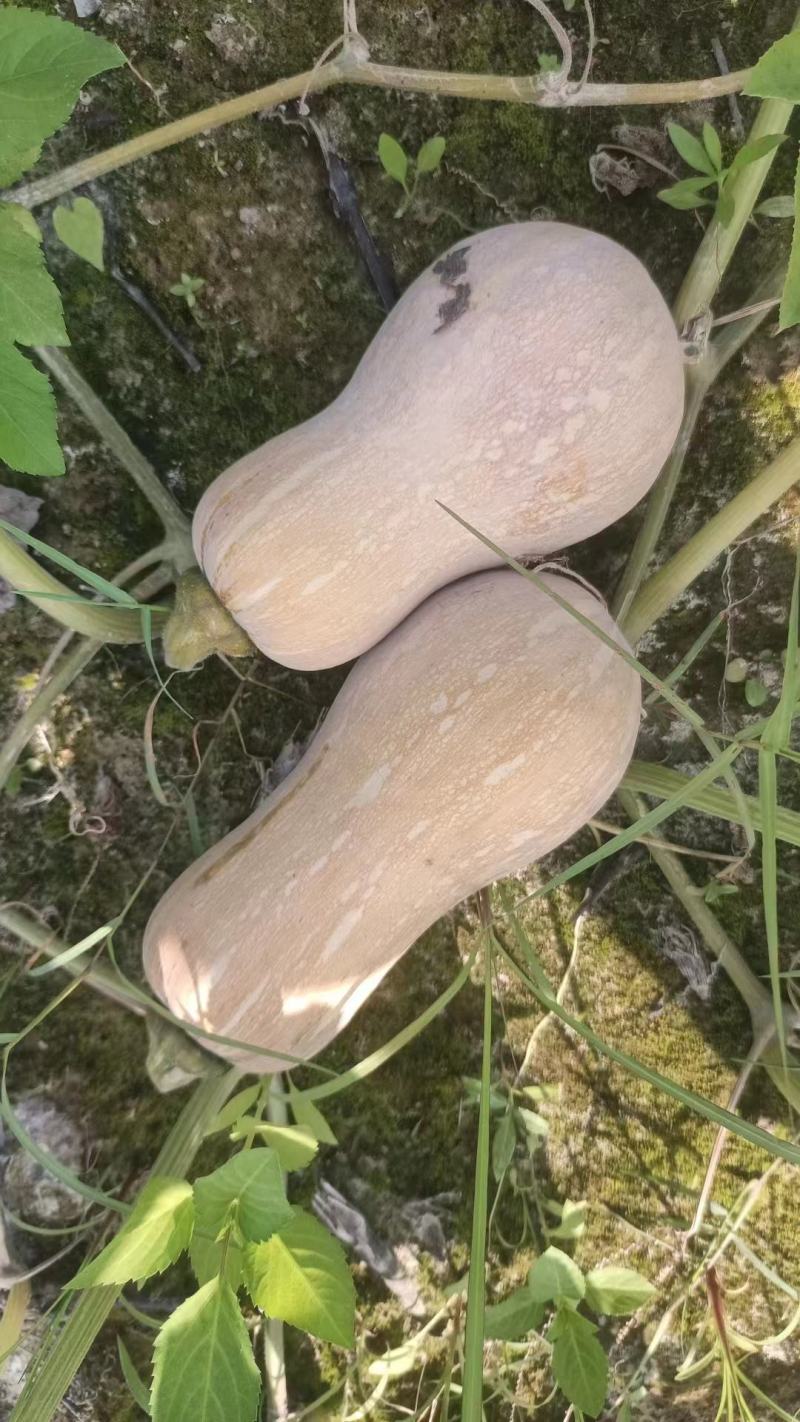 【基地直供】花生南瓜，肉质紧实，粉糯香甜，口感很好