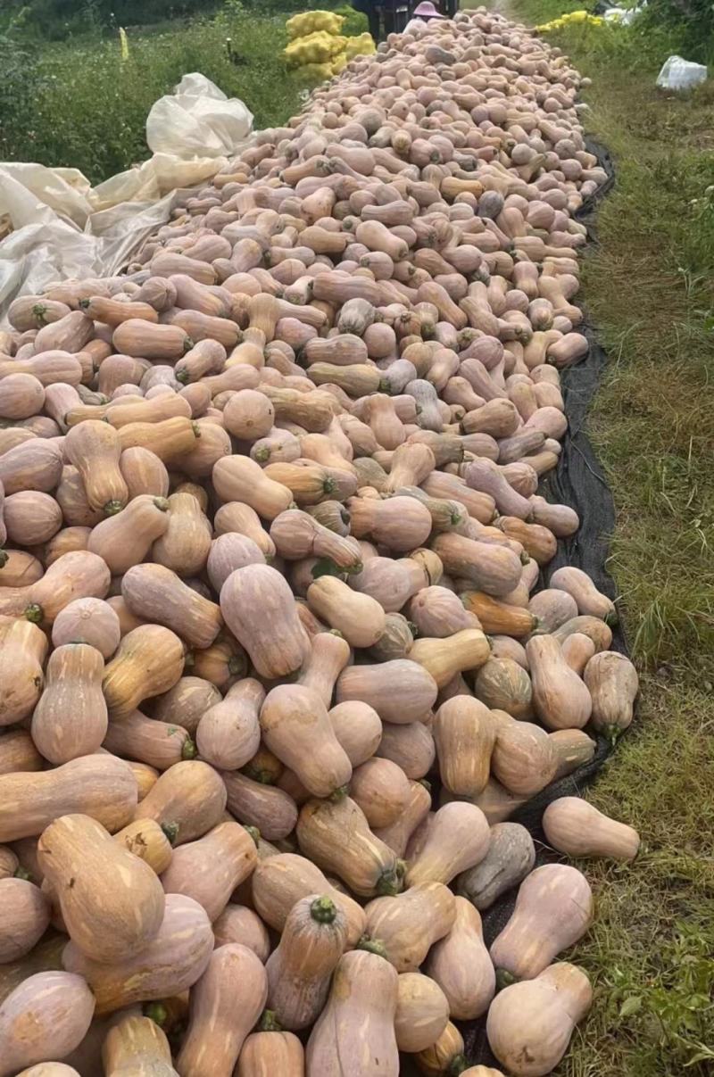 【基地直供】花生南瓜，肉质紧实，粉糯香甜，口感很好