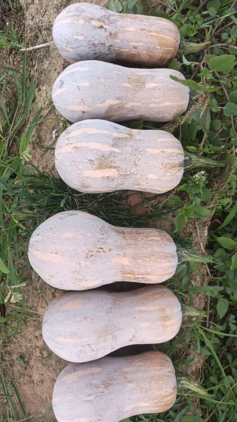 【基地直供】花生南瓜，肉质紧实，粉糯香甜，口感很好