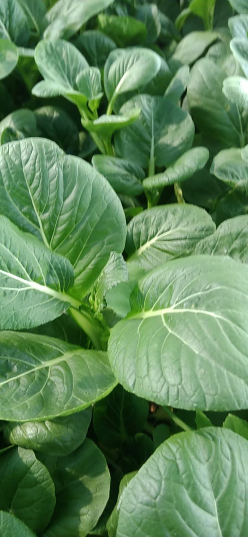 广东菜心