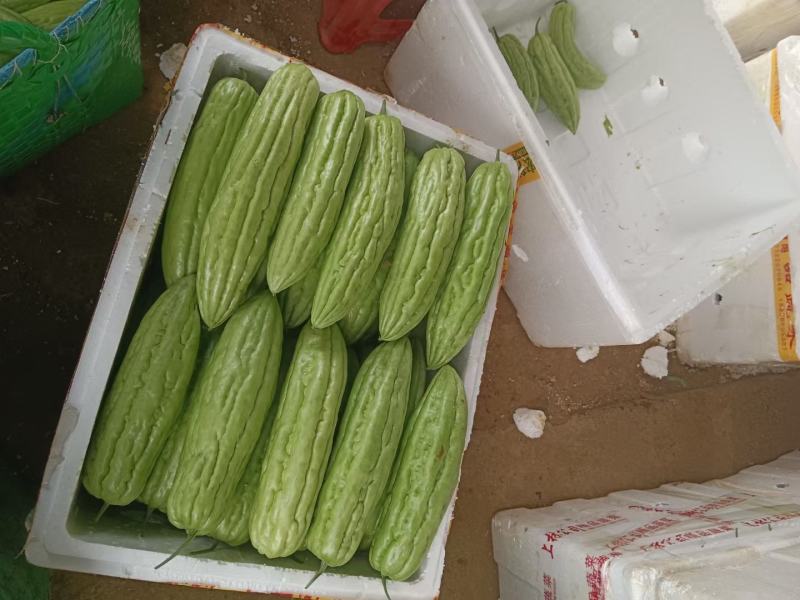 广西崇左扶绥油绿苦瓜