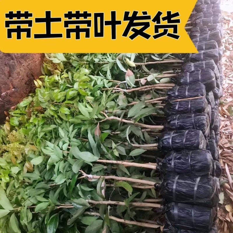 无核荔枝树苗嫁接盆栽地栽果树苗妃子笑荔枝苗四季种植当年结