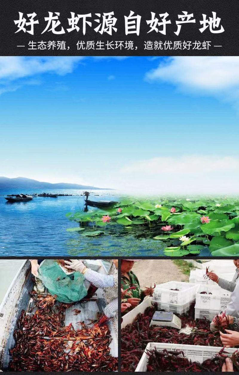 特级大号一级龙虾尾无冰衣冷冻小龙虾尾鲜活速冻虾尾虾球包邮