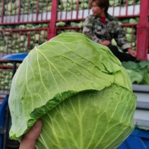 墨玉甘蓝，质量保证，一手货源，全国发货