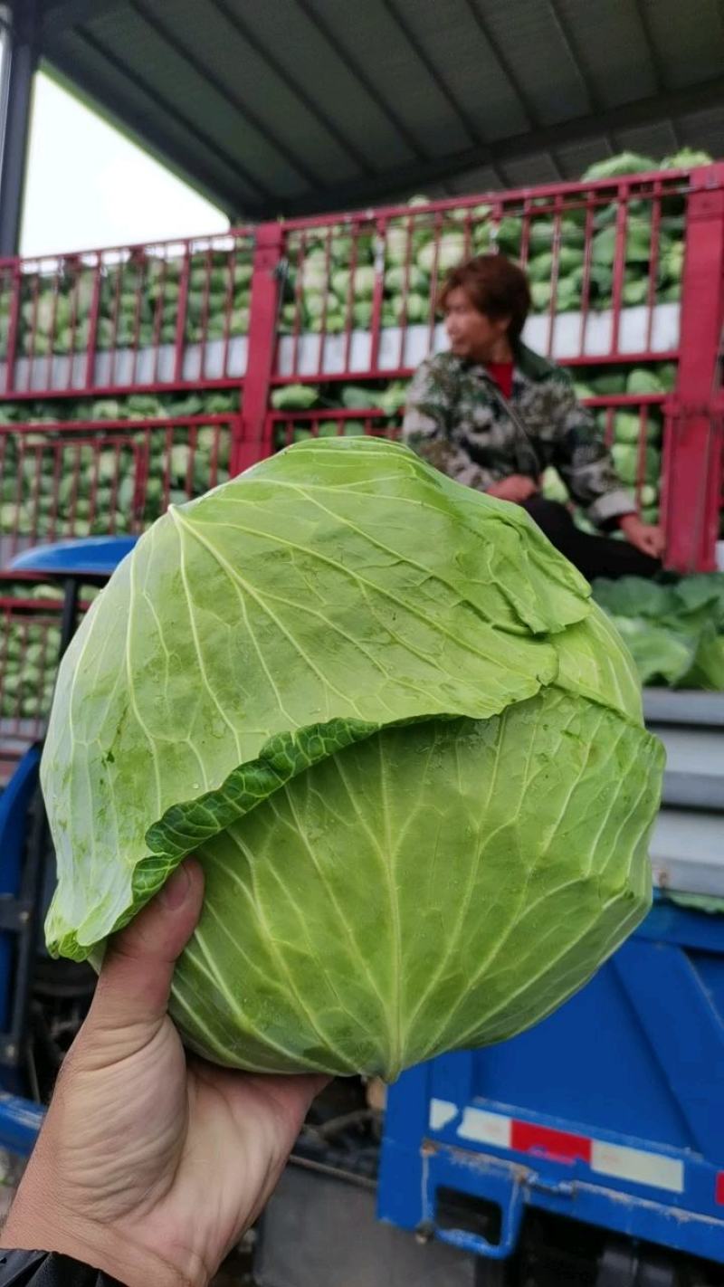 墨玉，甘蓝，质量保证，一手货源，全国发货