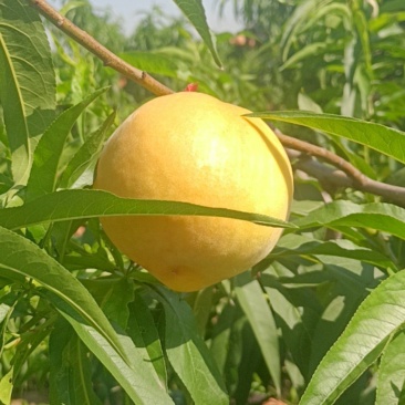 黄金蜜桃