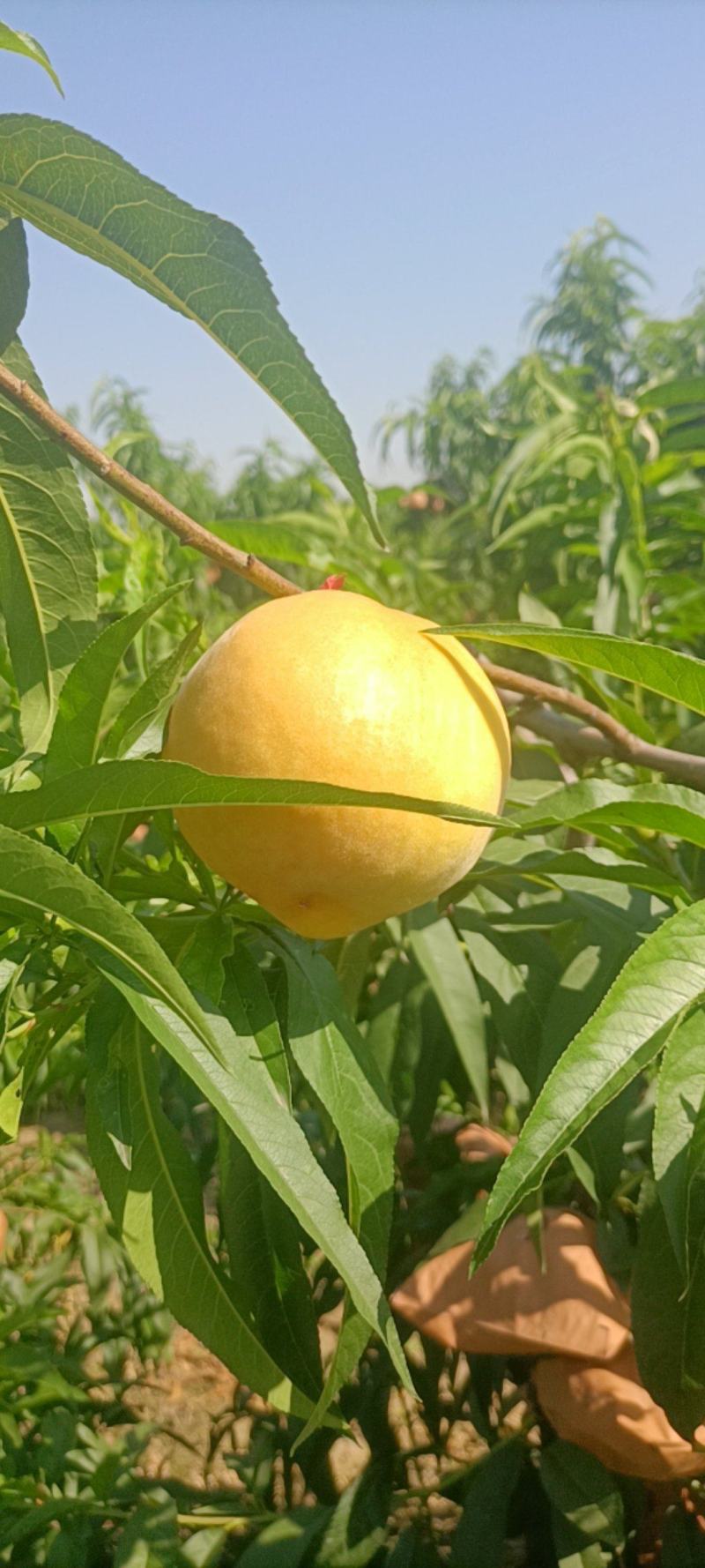 黄金蜜桃