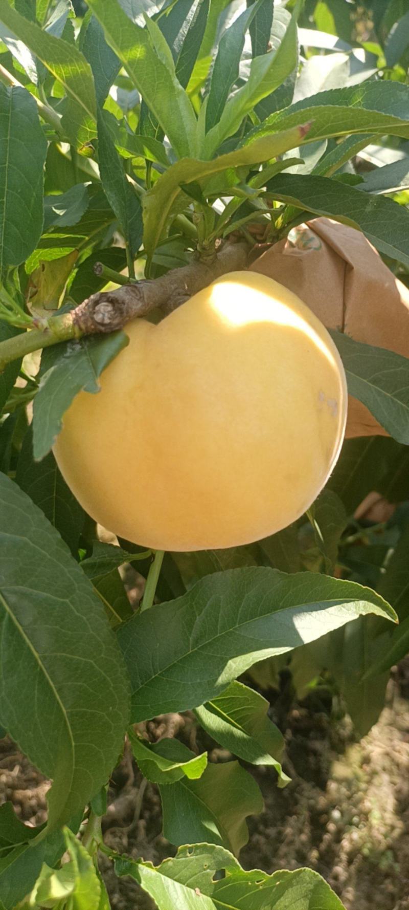 黄金蜜桃