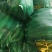 东台糯玉米大量上市