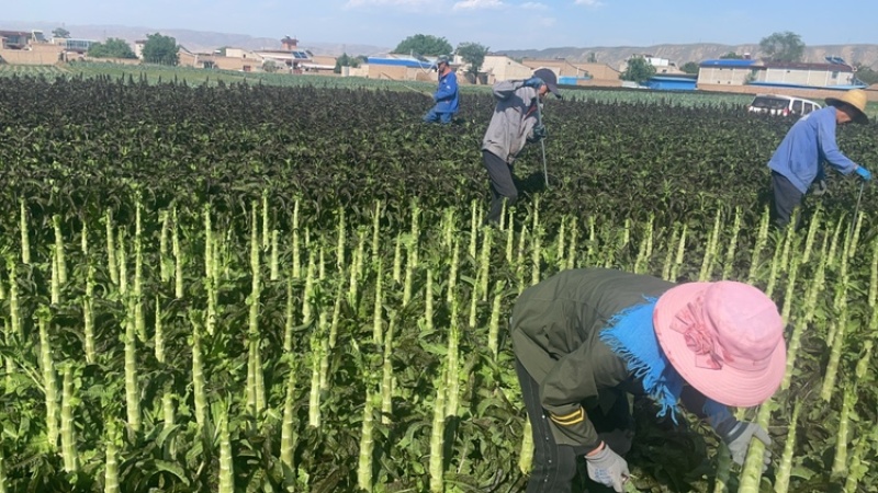 莴笋杆子，去皮莴笋，莴笋肉产地直发品质保证量大从优