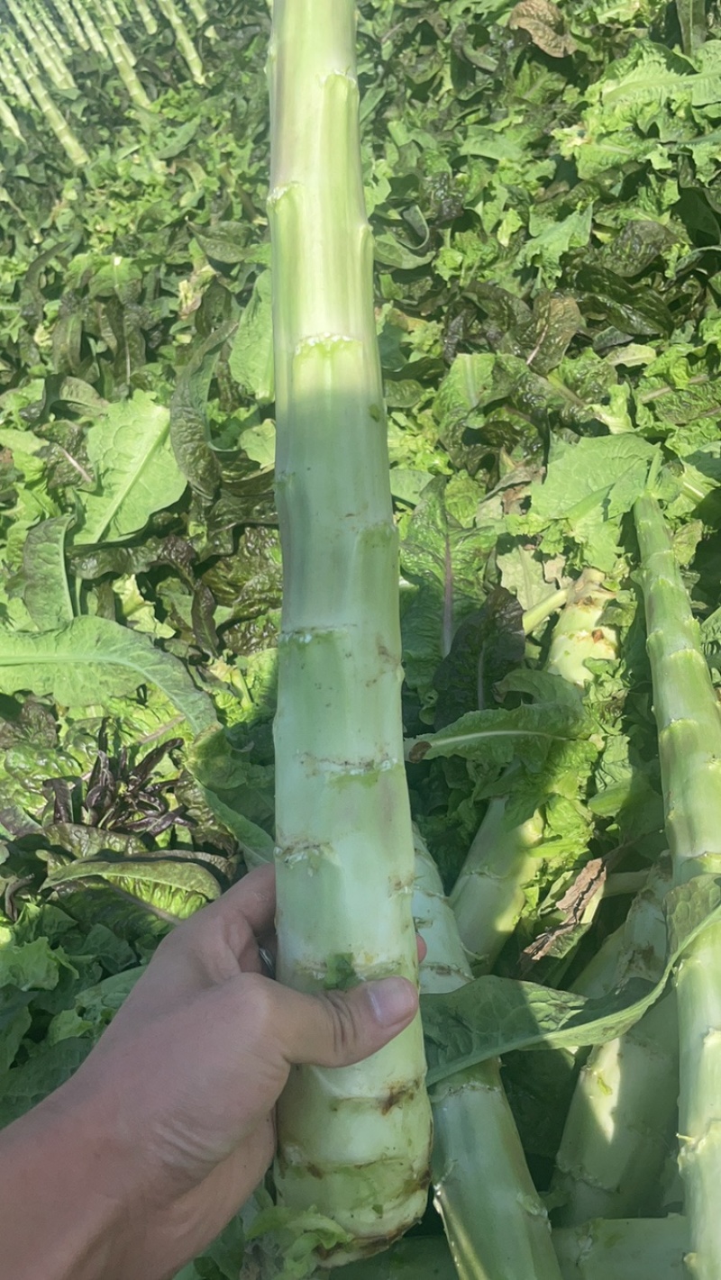 莴笋杆子，去皮莴笋，莴笋肉产地直发品质保证量大从优