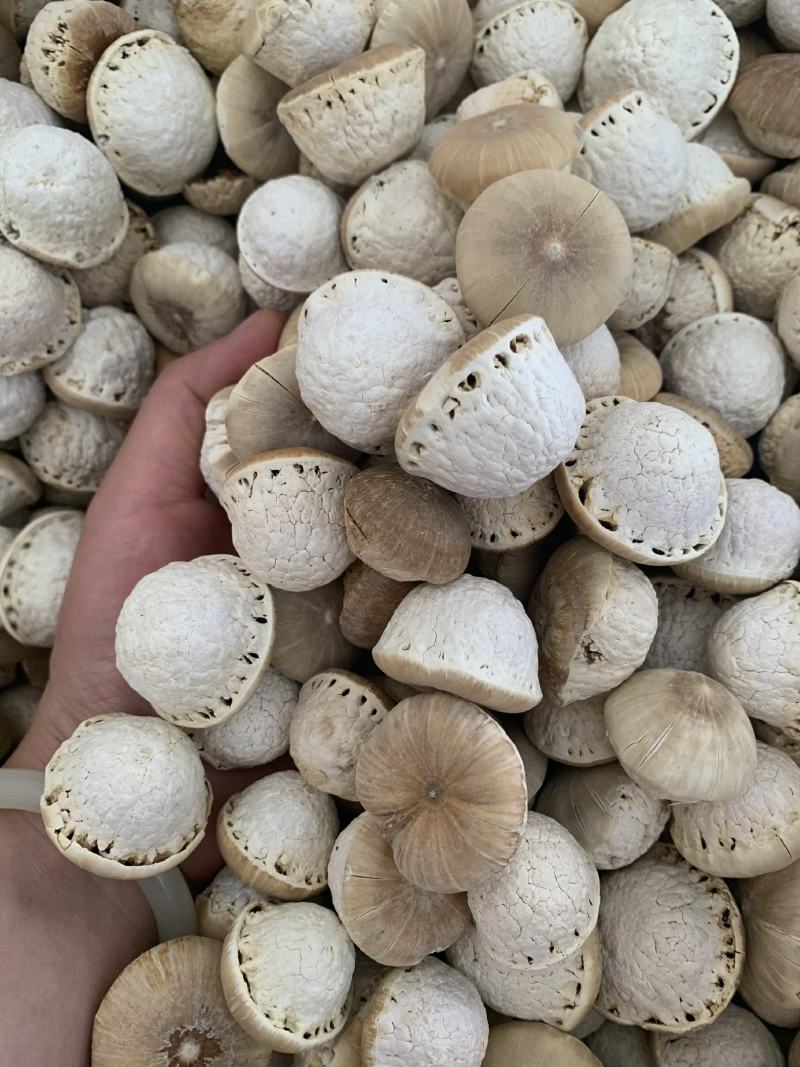 大果风流果，价位优惠，欢迎咨询，量大从优。