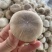 大果风流果，价位优惠，欢迎咨询，量大从优。