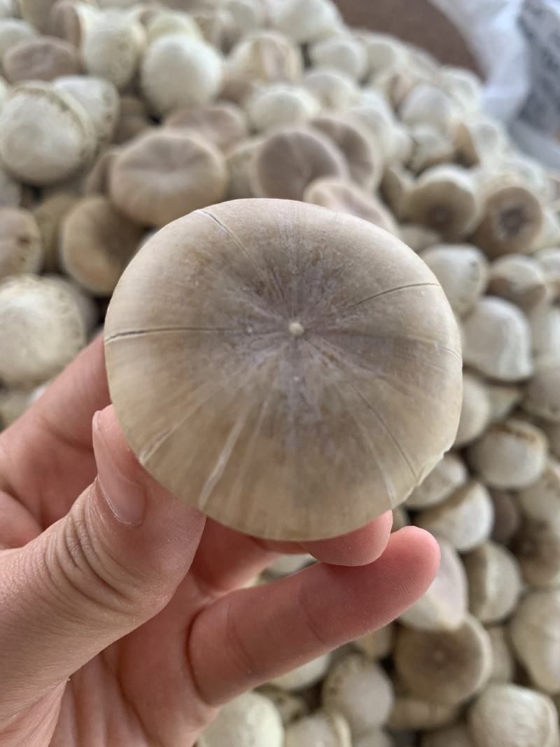 大果风流果，价位优惠，欢迎咨询，量大从优。